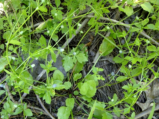 {Eryngium prostratum}